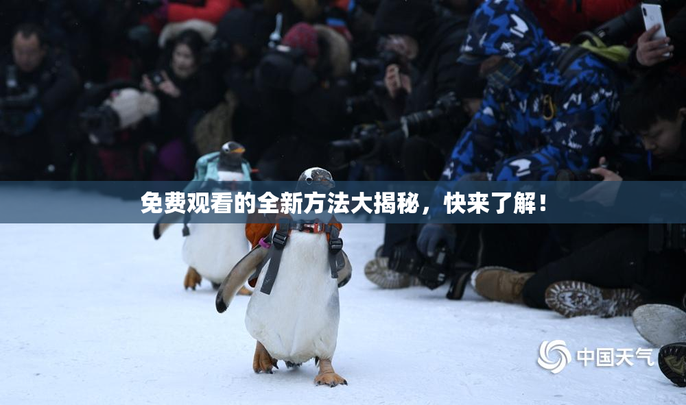 免费观看的全新方法大揭秘，快来了解！