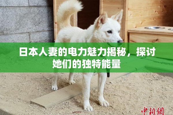 日本人妻的电力魅力揭秘，探讨她们的独特能量