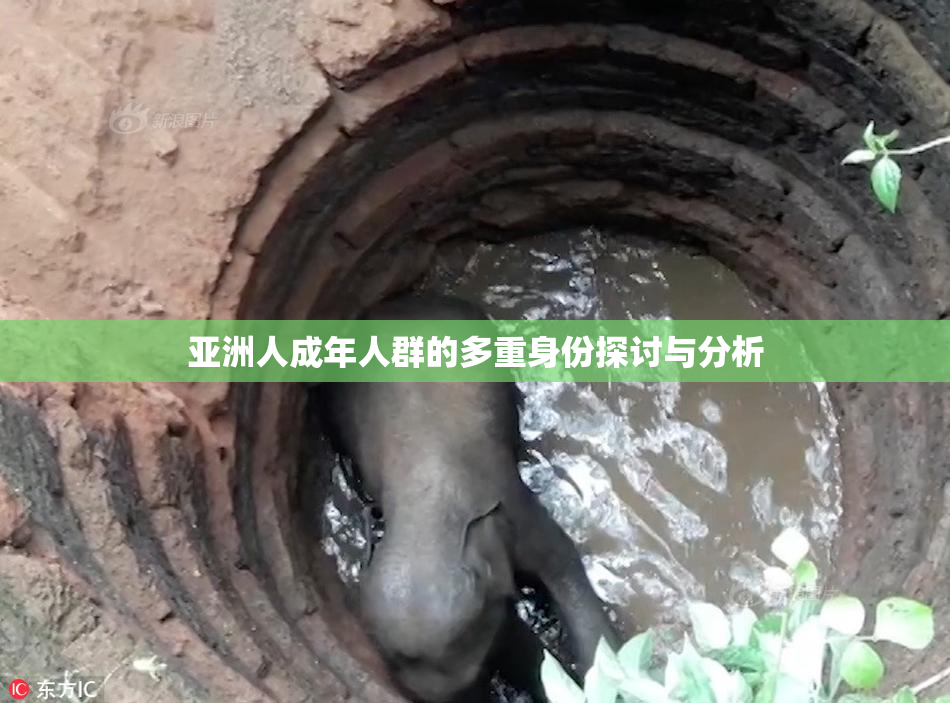 亚洲人成年人群的多重身份探讨与分析