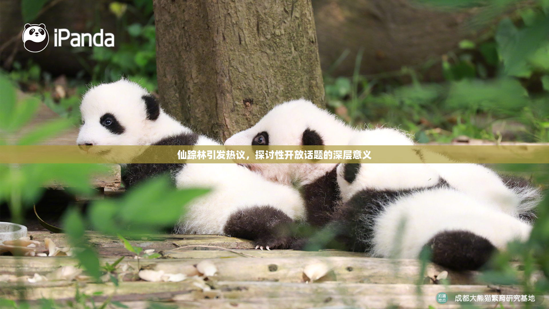仙踪林引发热议，探讨性开放话题的深层意义
