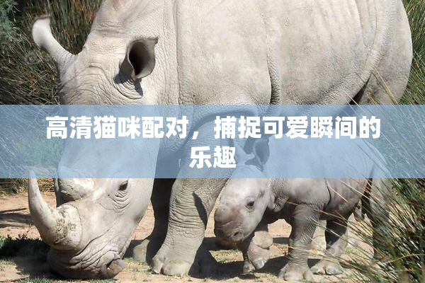 高清猫咪配对，捕捉可爱瞬间的乐趣