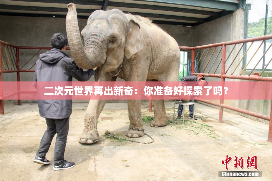 二次元世界再出新奇：你准备好探索了吗？