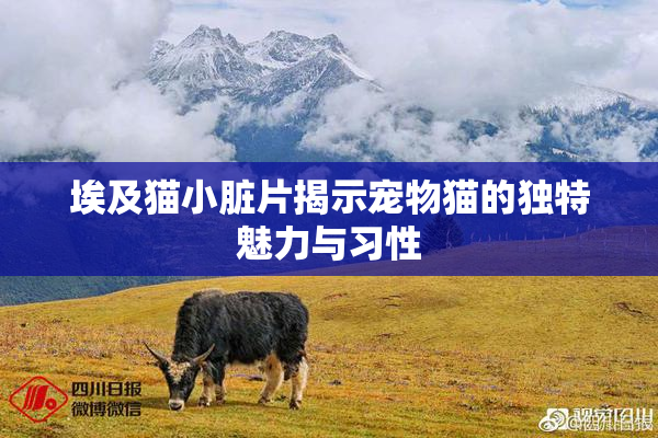 埃及猫小脏片揭示宠物猫的独特魅力与习性