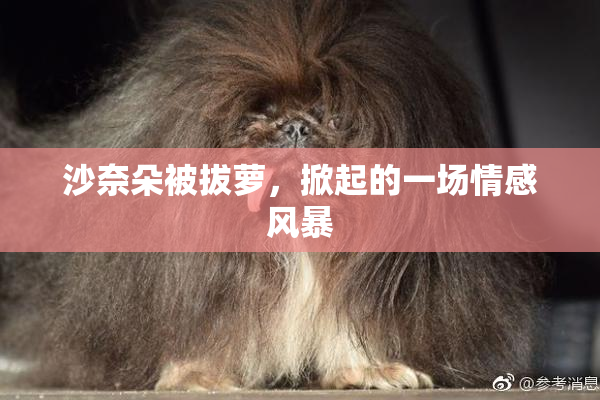 沙奈朵被拔萝，掀起的一场情感风暴