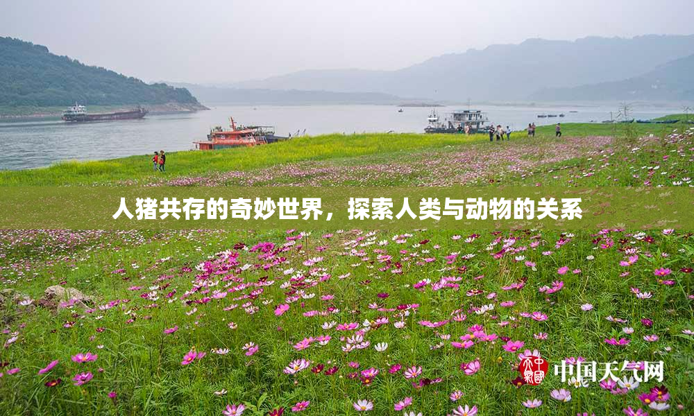 人猪共存的奇妙世界，探索人类与动物的关系