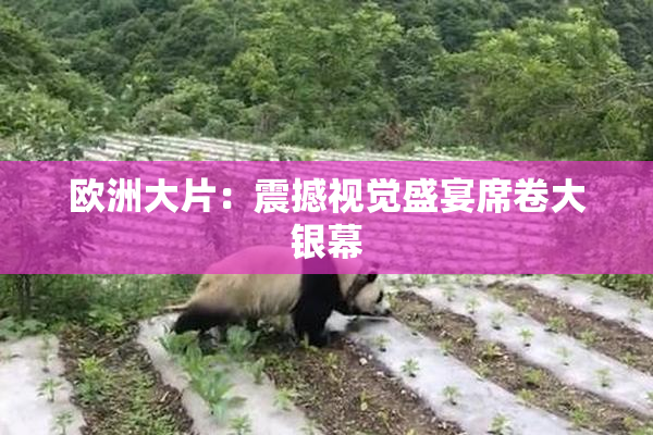 欧洲大片：震撼视觉盛宴席卷大银幕