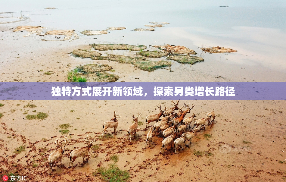 独特方式展开新领域，探索另类增长路径