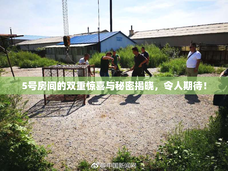 5号房间的双重惊喜与秘密揭晓，令人期待！