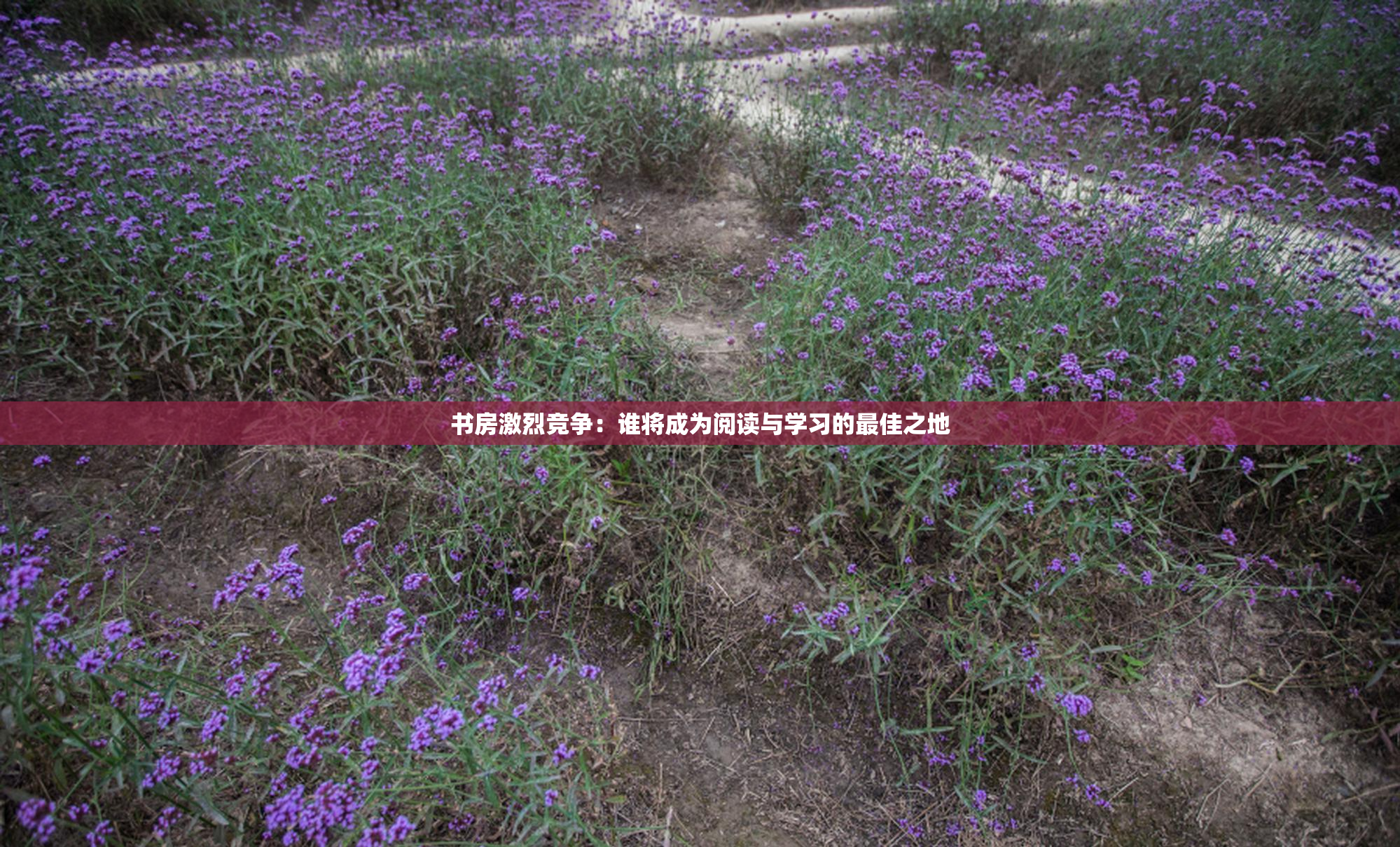书房激烈竞争：谁将成为阅读与学习的最佳之地