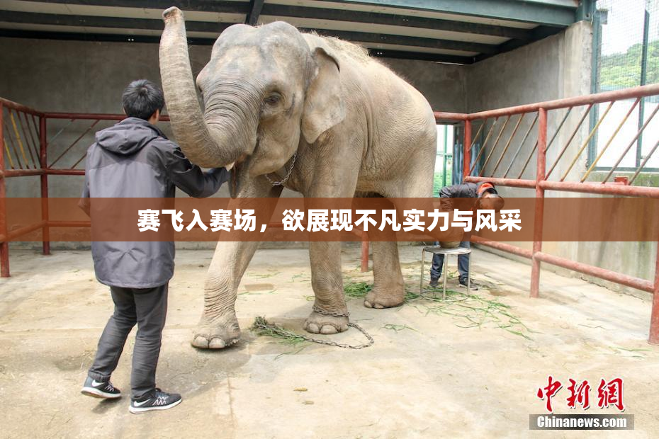 赛飞入赛场，欲展现不凡实力与风采