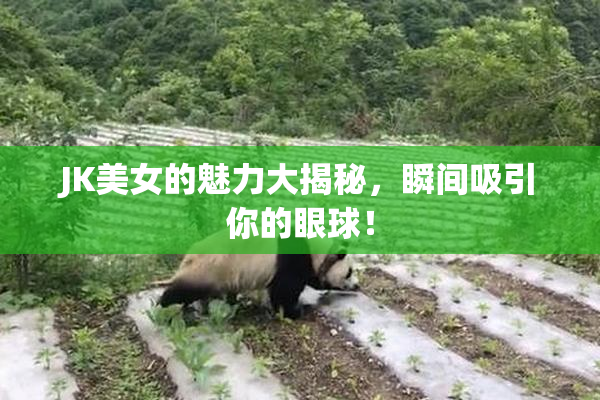 JK美女的魅力大揭秘，瞬间吸引你的眼球！