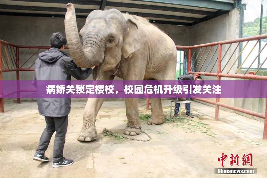 病娇关锁定樱校，校园危机升级引发关注