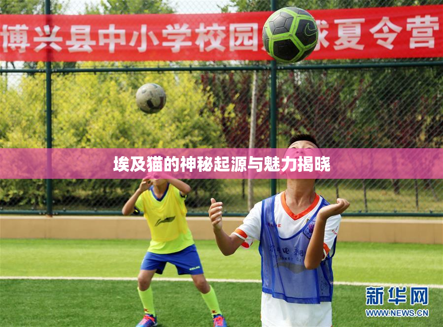 埃及猫的神秘起源与魅力揭晓