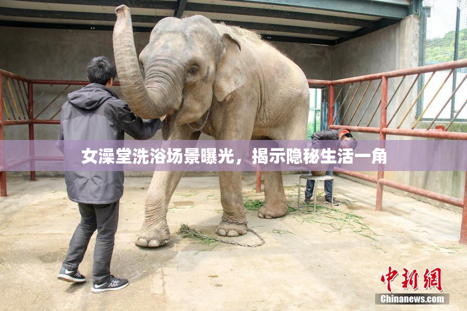 女澡堂洗浴场景曝光，揭示隐秘生活一角