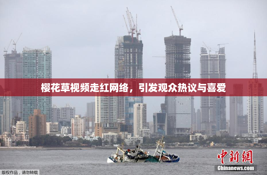 樱花草视频走红网络，引发观众热议与喜爱