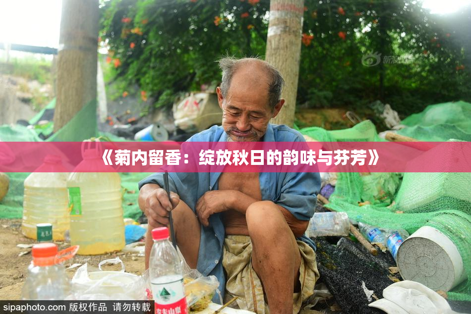 《菊内留香：绽放秋日的韵味与芬芳》