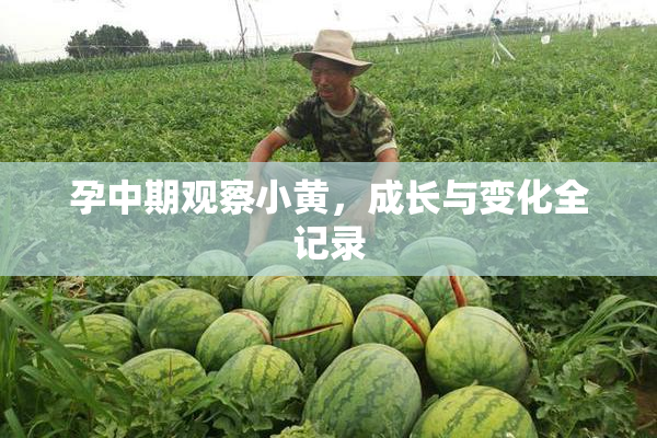 孕中期观察小黄，成长与变化全记录