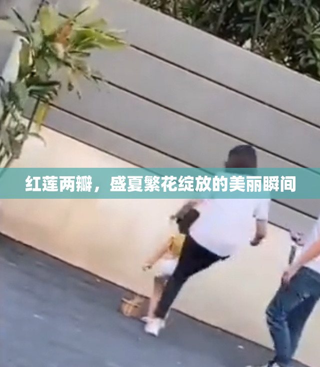 红莲两瓣，盛夏繁花绽放的美丽瞬间