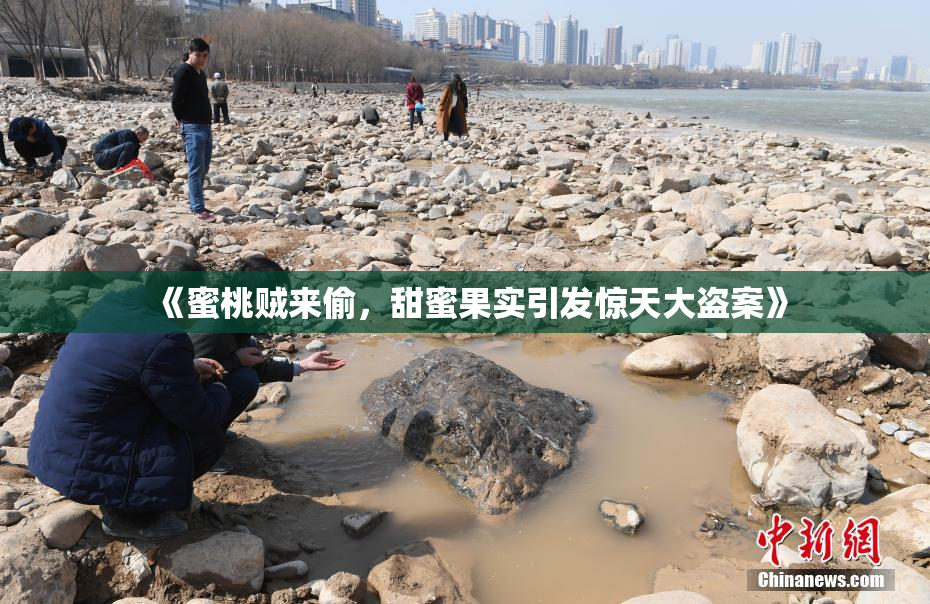 《蜜桃贼来偷，甜蜜果实引发惊天大盗案》