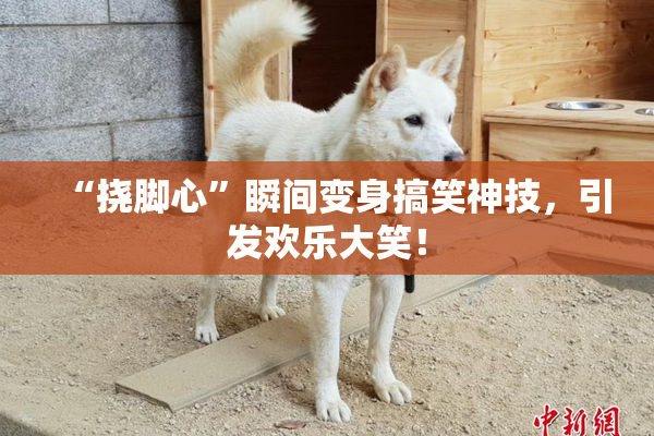 “挠脚心”瞬间变身搞笑神技，引发欢乐大笑！