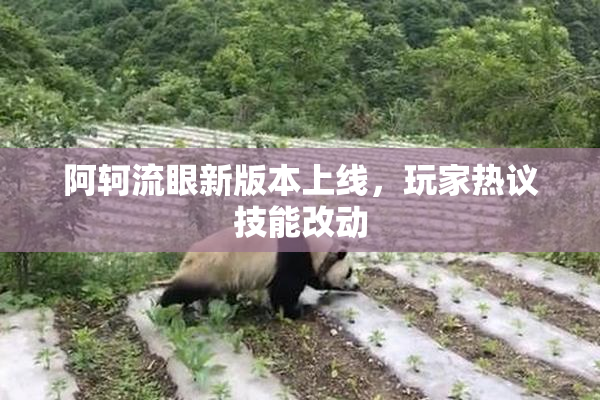 阿轲流眼新版本上线，玩家热议技能改动