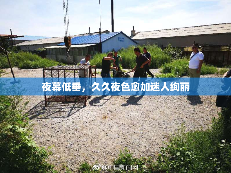 夜幕低垂，久久夜色愈加迷人绚丽