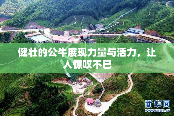 健壮的公牛展现力量与活力，让人惊叹不已