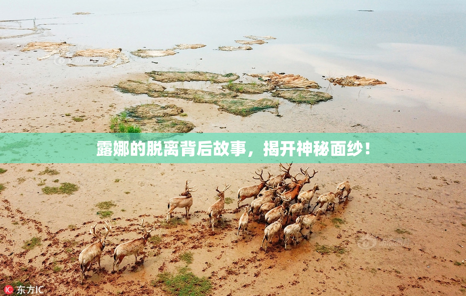 露娜的脱离背后故事，揭开神秘面纱！