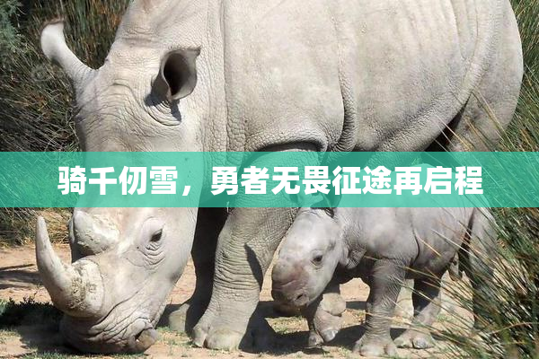 骑千仞雪，勇者无畏征途再启程
