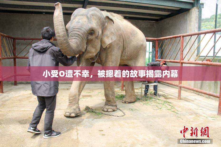 小受O遭不幸，被摁着的故事揭露内幕