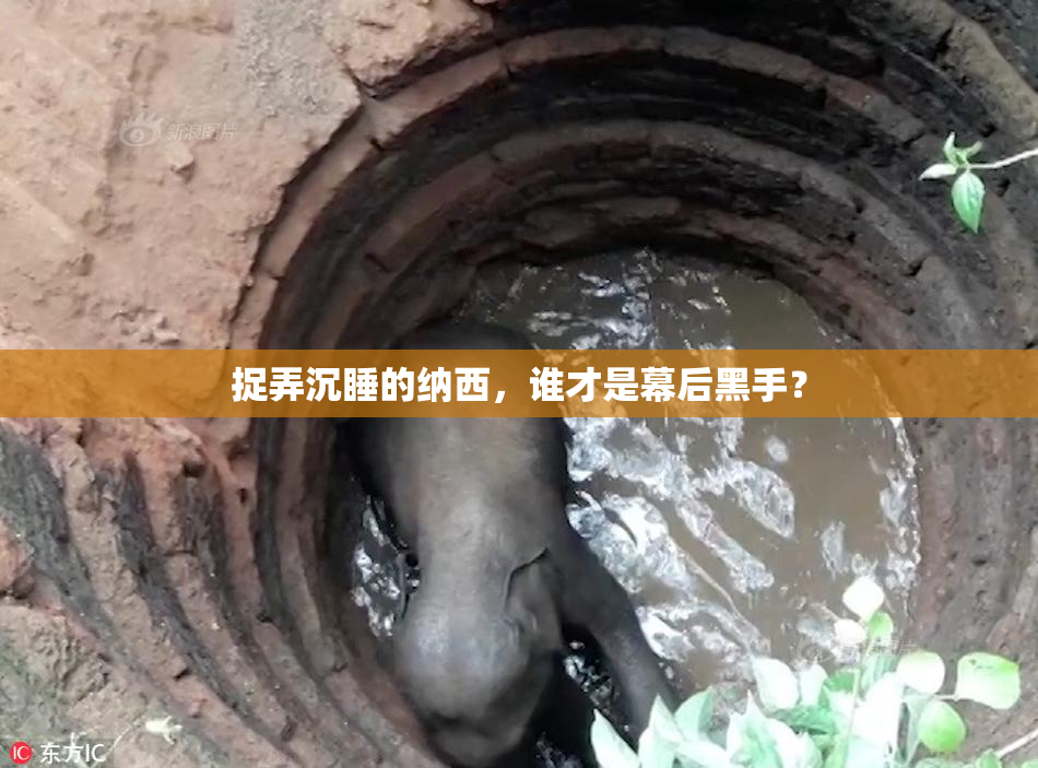 捉弄沉睡的纳西，谁才是幕后黑手？