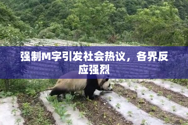 强制M字引发社会热议，各界反应强烈