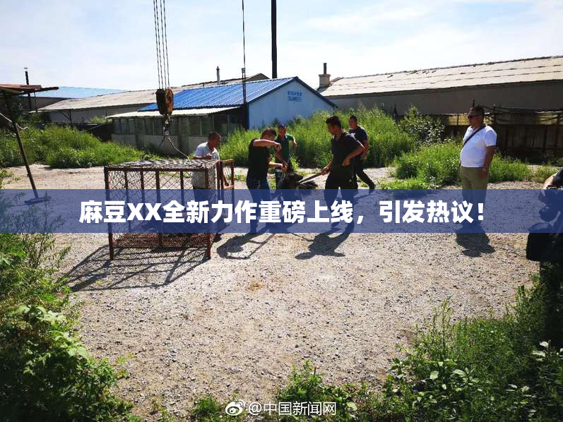 麻豆XX全新力作重磅上线，引发热议！