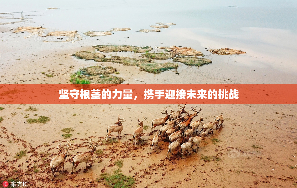 坚守根茎的力量，携手迎接未来的挑战