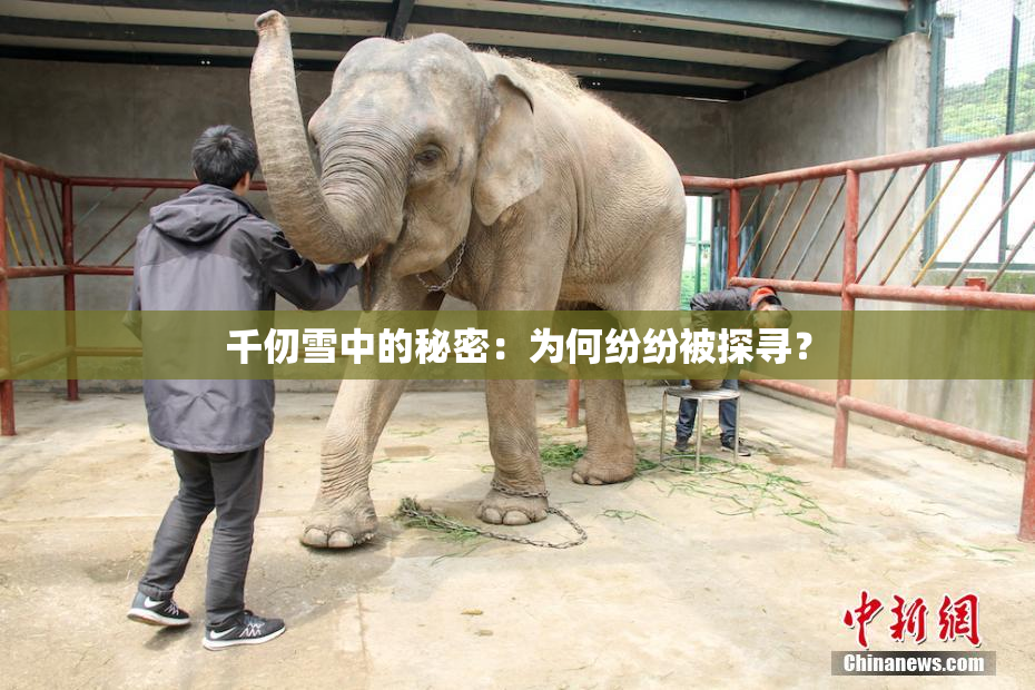 千仞雪中的秘密：为何纷纷被探寻？