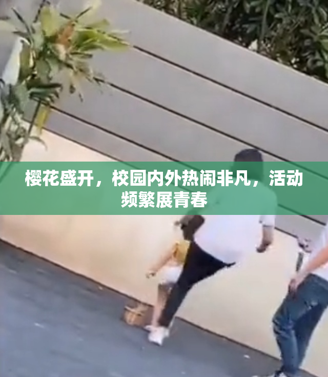 樱花盛开，校园内外热闹非凡，活动频繁展青春