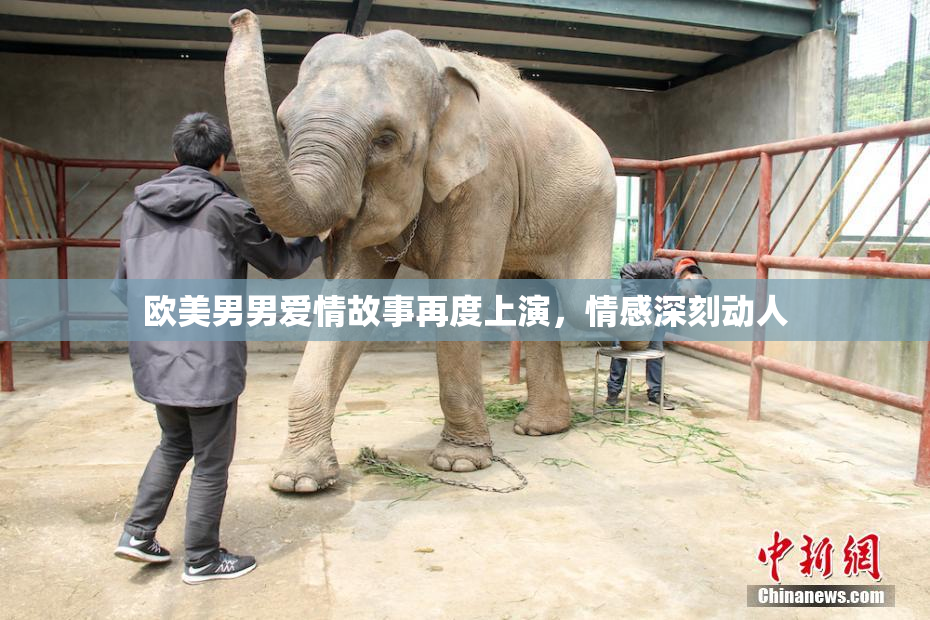 欧美男男爱情故事再度上演，情感深刻动人
