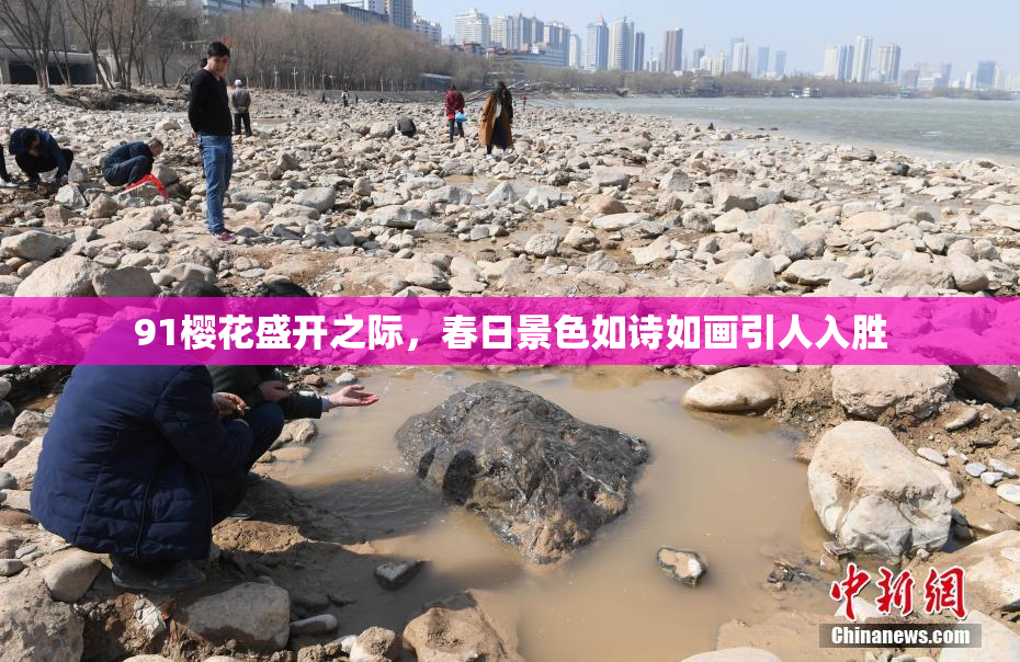 91樱花盛开之际，春日景色如诗如画引人入胜