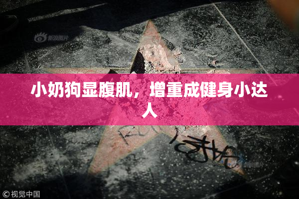 小奶狗显腹肌，增重成健身小达人