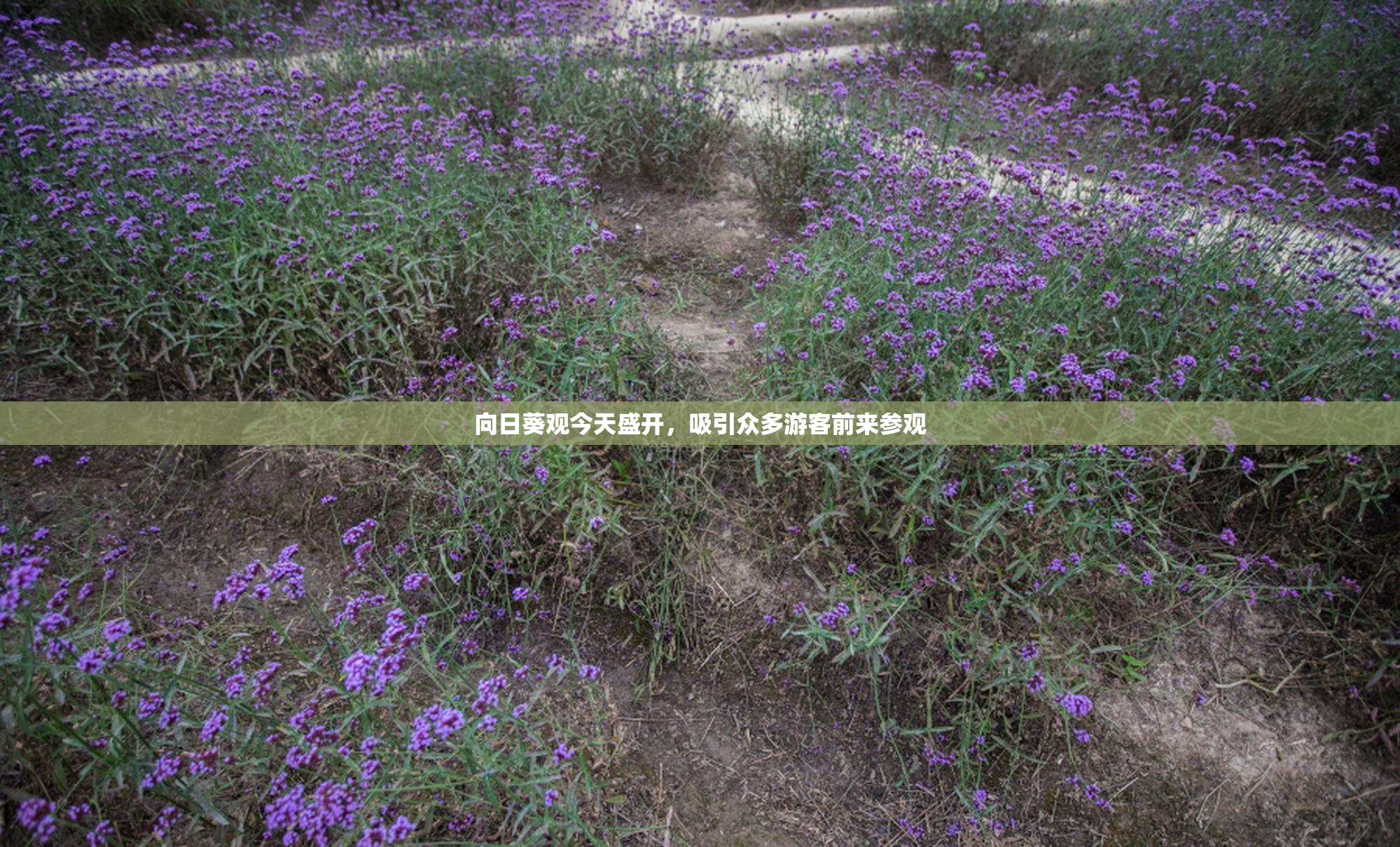 向日葵观今天盛开，吸引众多游客前来参观