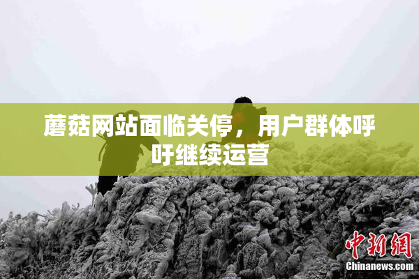 蘑菇网站面临关停，用户群体呼吁继续运营