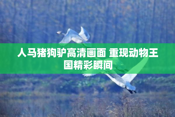 人马猪狗驴高清画面 重现动物王国精彩瞬间