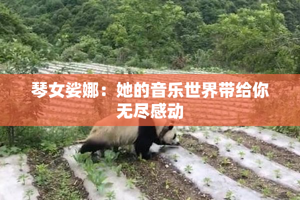 琴女娑娜：她的音乐世界带给你无尽感动
