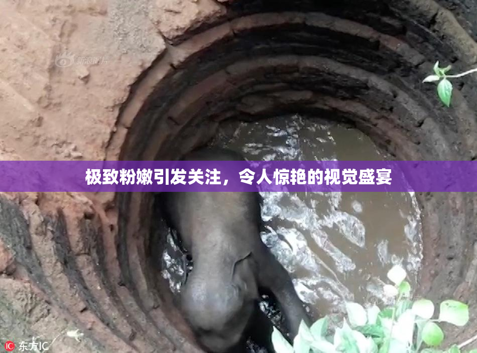 极致粉嫩引发关注，令人惊艳的视觉盛宴