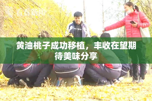 黄油桃子成功移植，丰收在望期待美味分享