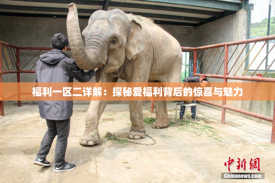福利一区二详解：探秘爱福利背后的惊喜与魅力
