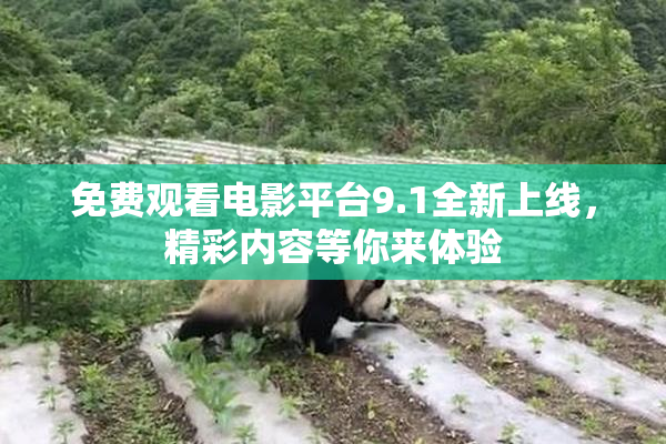 免费观看电影平台9.1全新上线，精彩内容等你来体验