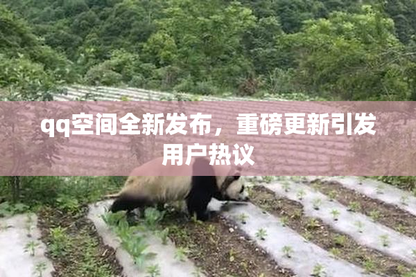 qq空间全新发布，重磅更新引发用户热议