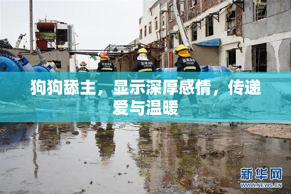 狗狗舔主，显示深厚感情，传递爱与温暖