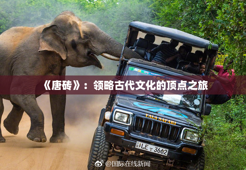 《唐砖》：领略古代文化的顶点之旅
